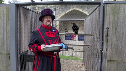 ¿Mal augurio para Inglaterra? Desaparece curvo de la Torre de Londres