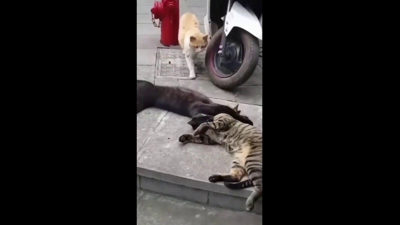 A couple of cats are caught when having an affair - Funny Dailymotion Video