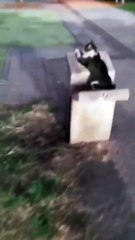 Kediyi böyle buldu! Bakın ne için bekliyor