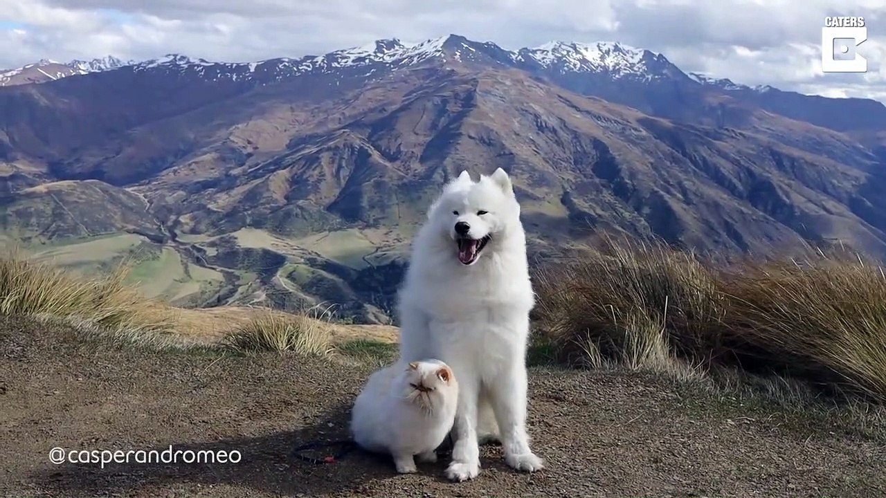 Ce chien et ce chat sont les meilleurs amis du monde