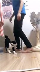 Voilà comment on fait décoller un chat