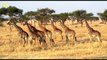 Africa Wild Animal's in Nature 4K Ultra HD