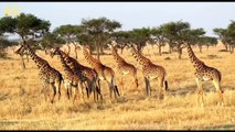 Africa Wild Animal's in Nature 4K Ultra HD