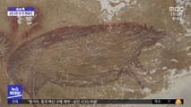 [이슈톡] 인니서 4만 5천여 년 전 멧돼지 그림 발견