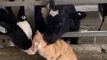 Everybody loves cats - Cow and cat - viral Animals Videos