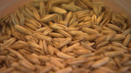 슈퍼 푸드 쌀귀리의 '화려한 변신'...키워드는 맛과 건강 / YTN