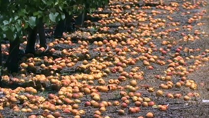 Seasonal workers flown in from Vanuatu to pick fruit