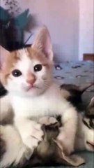 There is nothing more beautiful than a mother&apos;s love  | comedy | funny animal