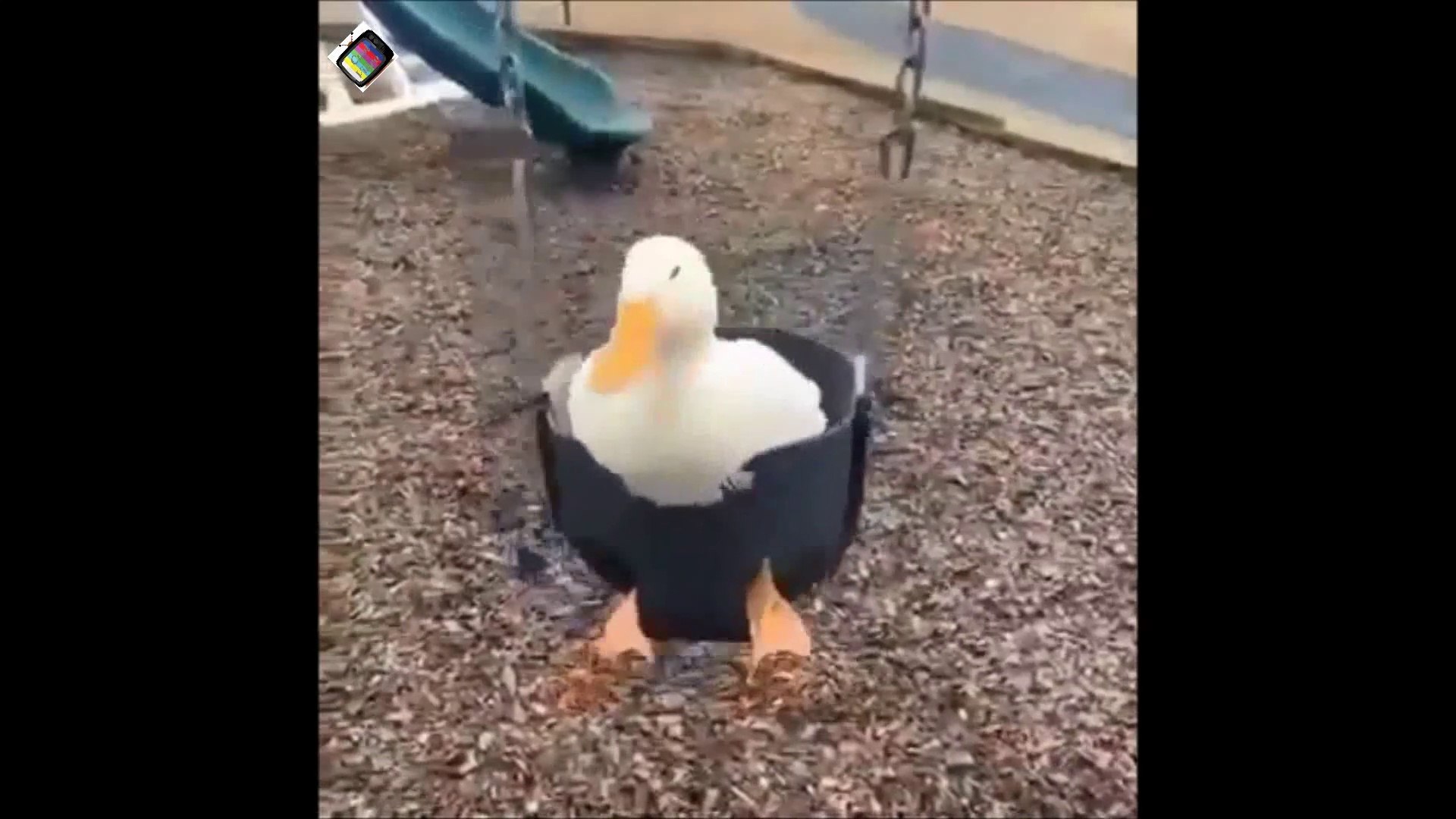 Duck Memes