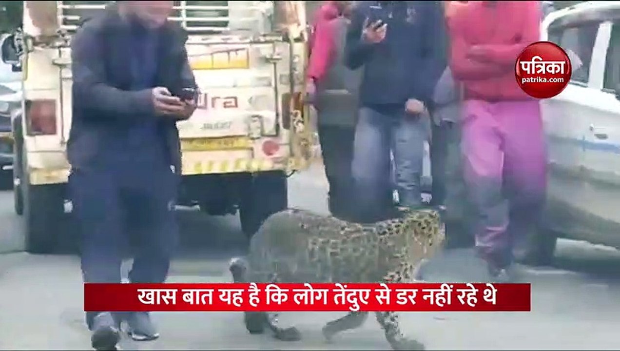 Video: सड़क पर घूम रहे तेंदुए को कैमरे में कैद कर रहे थे लोग, फिर हुआ कुछ ऐसा देखकर रह जाएंगे दंग