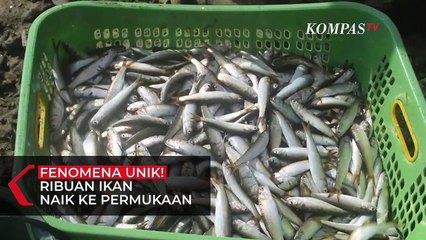 Fenomena Unik! Ribuan Ikan Kecil Naik ke Permukaan