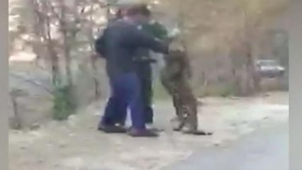 Wild leopard playing with people on Kullu road
