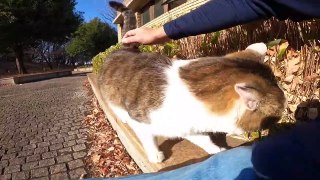 I took a video of a stray cat living in Japan.95