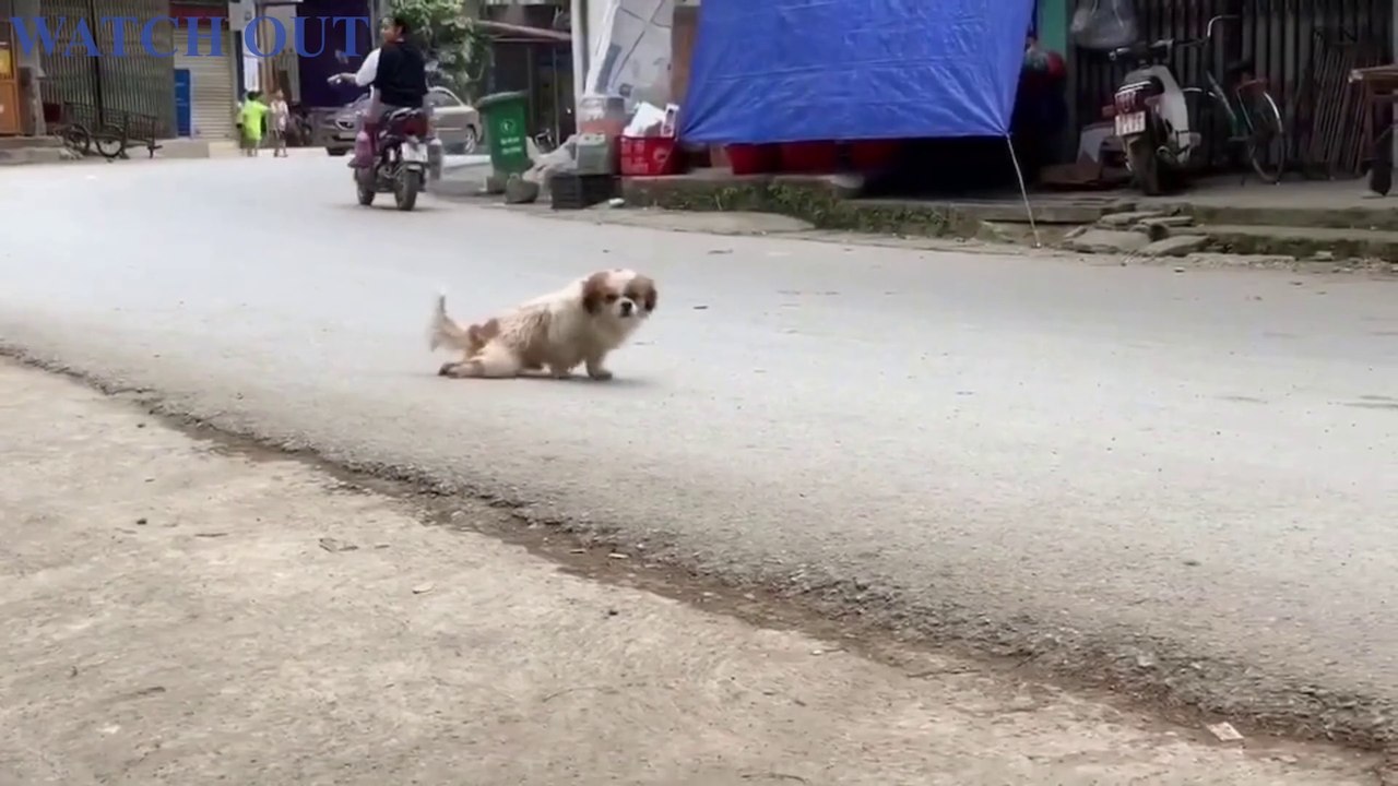 A puppy pretends to be miserable - Funny Dailymotion Video