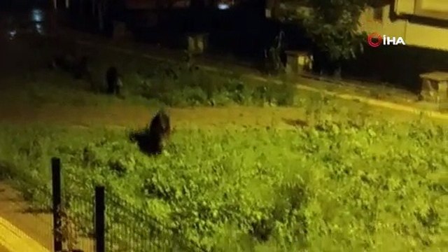 Dağlara kar yağdı aç kalan domuz sürüsü şehre indi