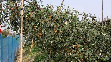 Jujube farm in Bangladesh