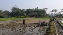 Rice cultivation Bangladesh