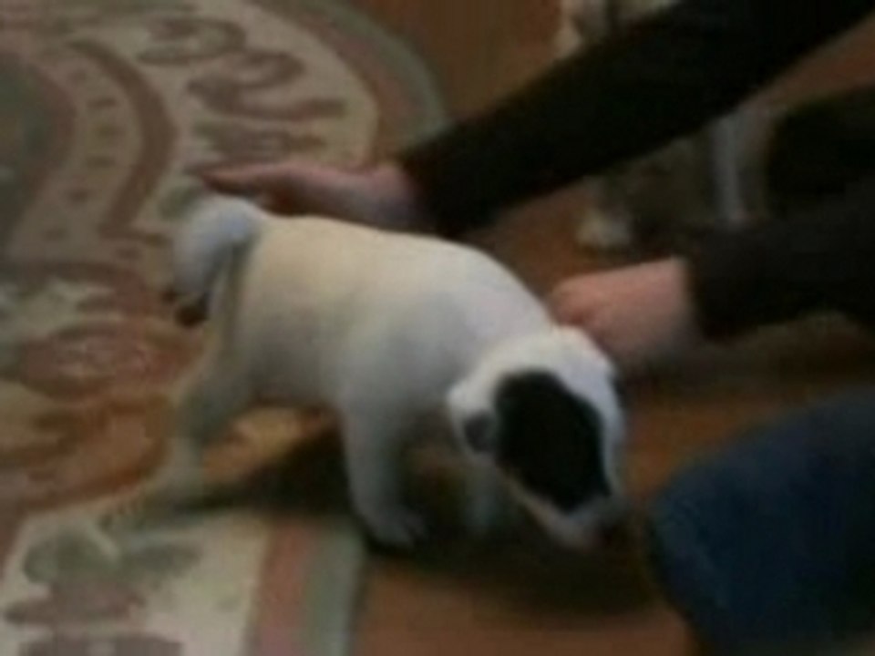 BB Chiots Beauty et Roxway Fair Enough(1)