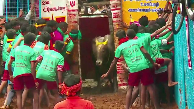LIVE- Shri Rahul Gandhi attends Jallikattu event in Madurai, Tamil Nadu_HD Jallikattu 2021