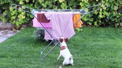 ¡13 Trucos Lindos Para Perros! Manualidades Creativas Para Mascotas