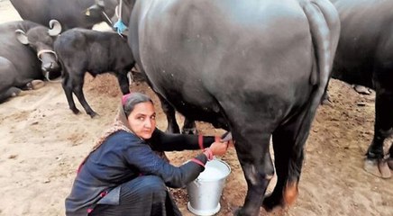 62 साल की नवलबेन चौधरी 1 साल में बेच रहीं 1 करोड़ रु. से ज्यादा का दूध, बिना पढ़े ही बनीं प्रेरणा