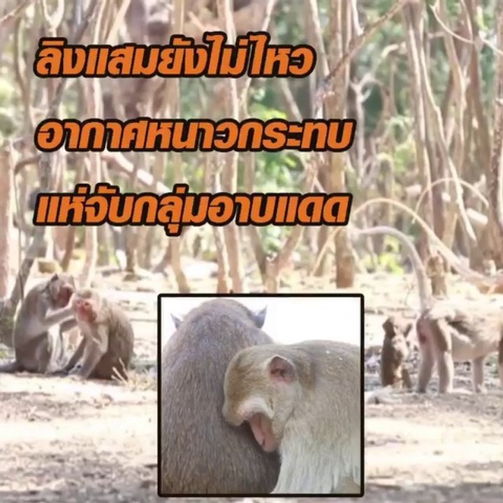 ลิงแสมจับกลุ่มอาบแดดคลายหนาว
