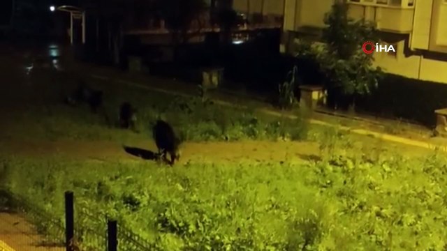 Dağlara kar yağdı, aç kalan domuz sürüsü şehre indi