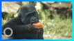 Kawanan Gorila di Kebun Binatang di California Positif Virus Corona - TomoNews