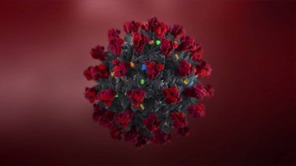Une étude révèle que l'immunité au coronavirus dure au moins 8 mois