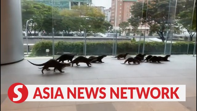 The Straits Times | Otters spotted at 9 Penang Road