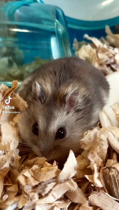 hamster