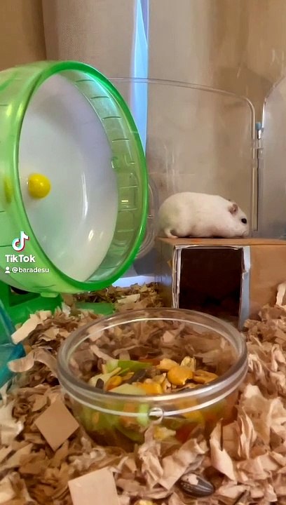 hamster