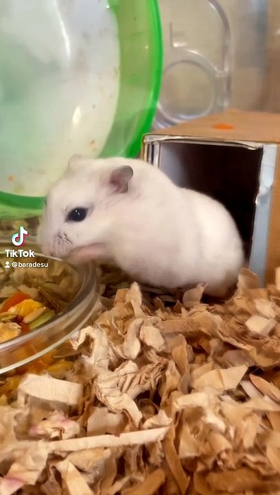 hamster