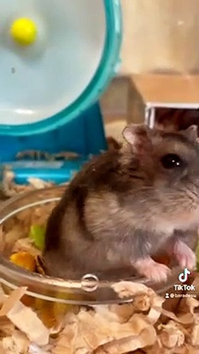 hamster