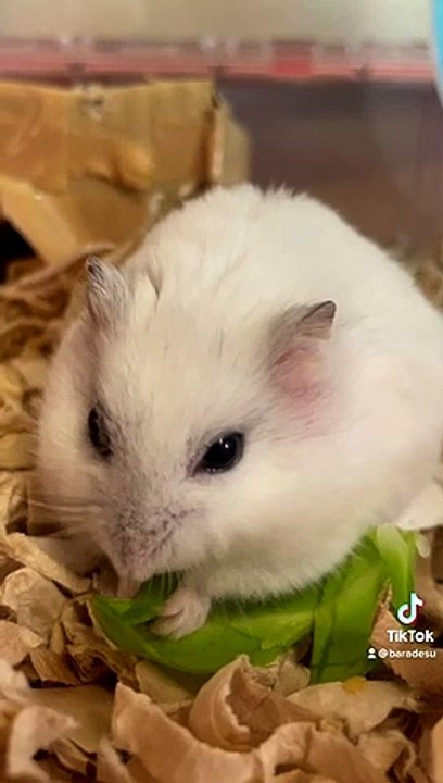 hamster