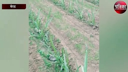 ट्रेंच विधि से किसान ने की दोगुनी गन्ना पैदावार, बना लखपति