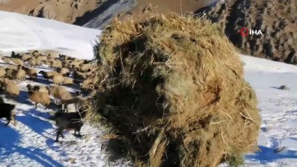 Vanlı çobanlar yayla sezonunu kapattı