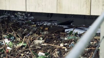 Suspeita de crime ambiental em afuente do rio Danúbio