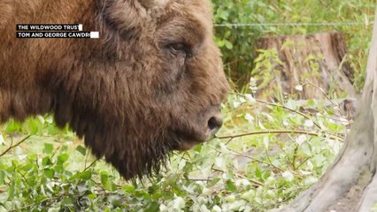 Ευρώπη: Στη μάχη της διάσωσης του Βίσονα