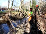 Travaux cours d'eau Guat Mort Cabanac 11-01-21