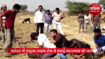 वडोदरा में वाइल्ड लाइफ टीम ने बचाई मगरमच्छ की जान