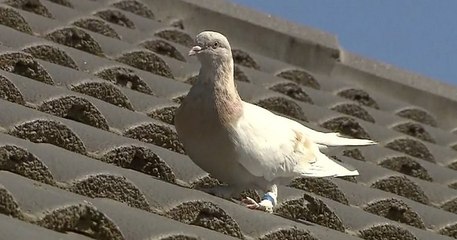 L'Australie envisage d'euthanasier un pigeon venu d'Amérique car il n'a pas respecté la quarantaine obligatoire