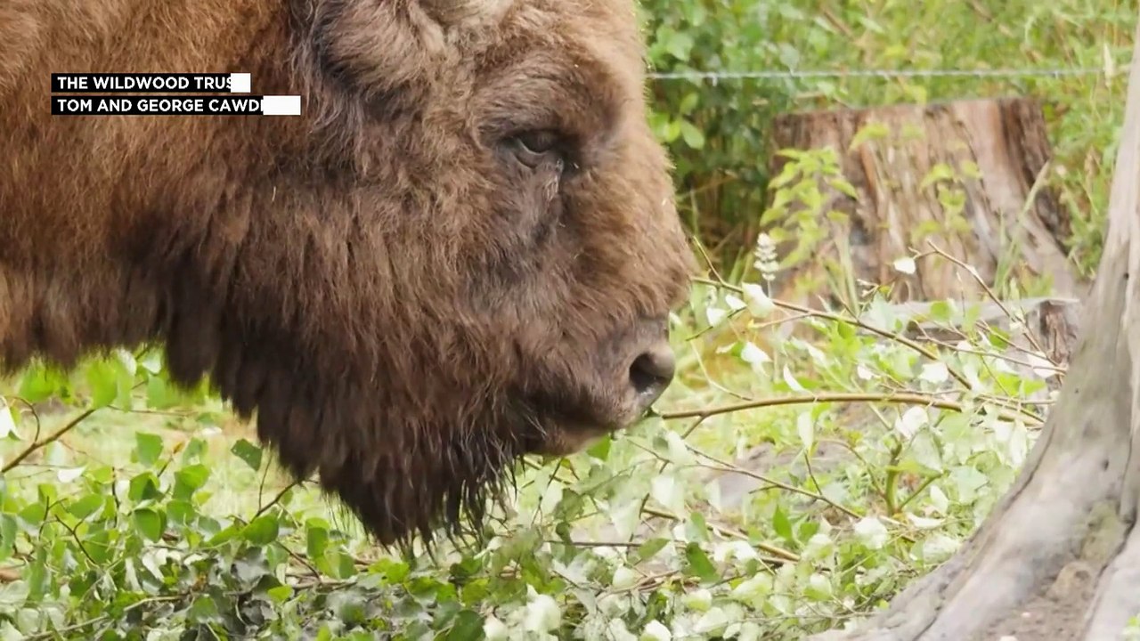 Vom Aussterben bedroht - Bisons in der Grafschaft Kent