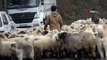 Havalar sıcak diye yaylaya çıkmışlardı, havalar soğuyup kar gelince tekrar köylerine indiler