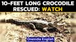 Vadodara: Gujarat wildlife team rescues a 10-feet long crocodile: Watch the video | Oneindia News