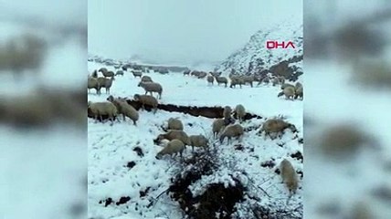 Çoban, karda mahsur kalan 600 koyunu 5 saatte köye ulaştırdı