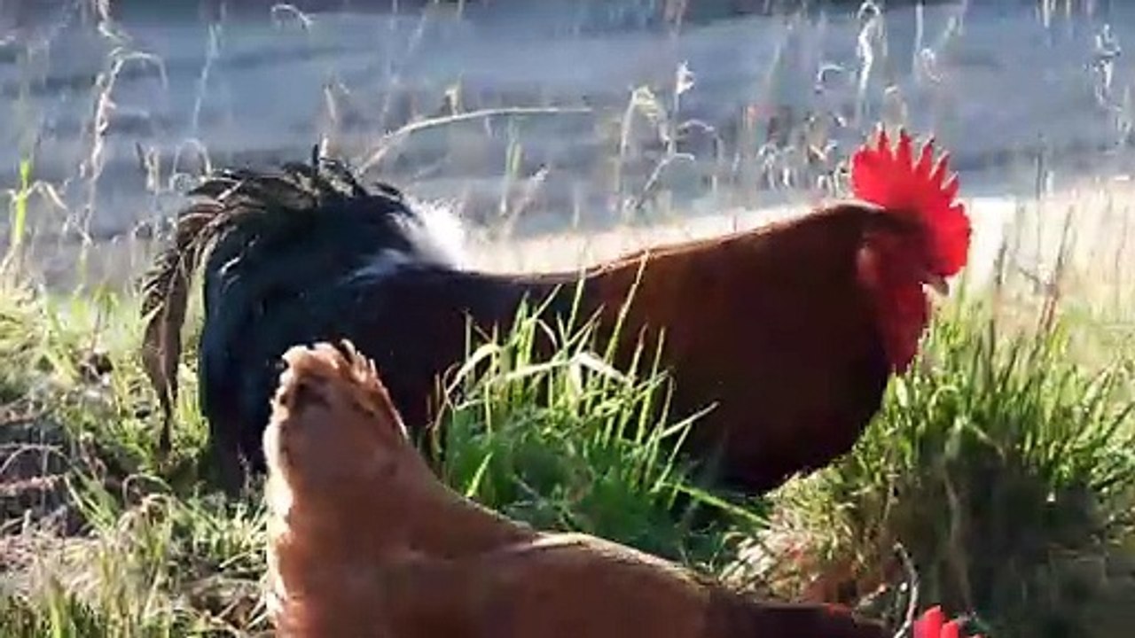 The Hen
