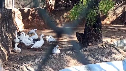 जयपुर चिडि़याघर में बर्ड फ्लू की पुष्टि