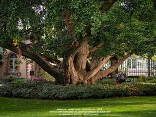 France : voici les 3 plus beaux arbres de 2020