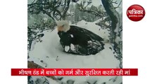 birds ensure their eggs remain warm and safe under the snow